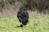 PETIT CHIEN LION 263